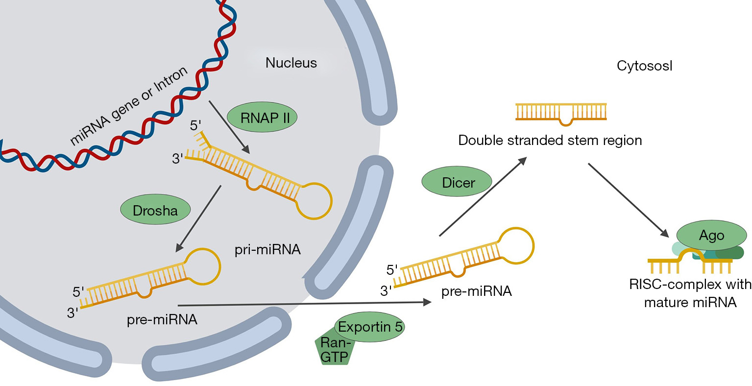  Trascrizione e maturazione dei miRNA